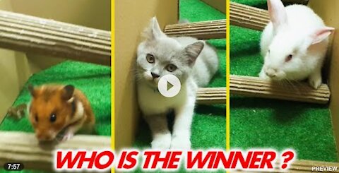 Cat Kitten 🐈 Hamster 🐹 vs Rabbit🐇 Who is the smartest?