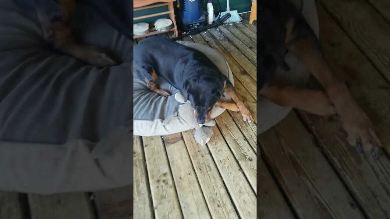 Rottweiler Move It 🤣😂 #rottweiler #shorts
