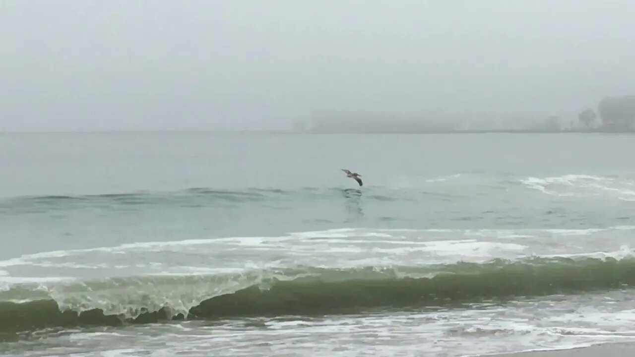 How a Pelican Rides the Waves