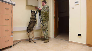 MWD Explosive Detection Training