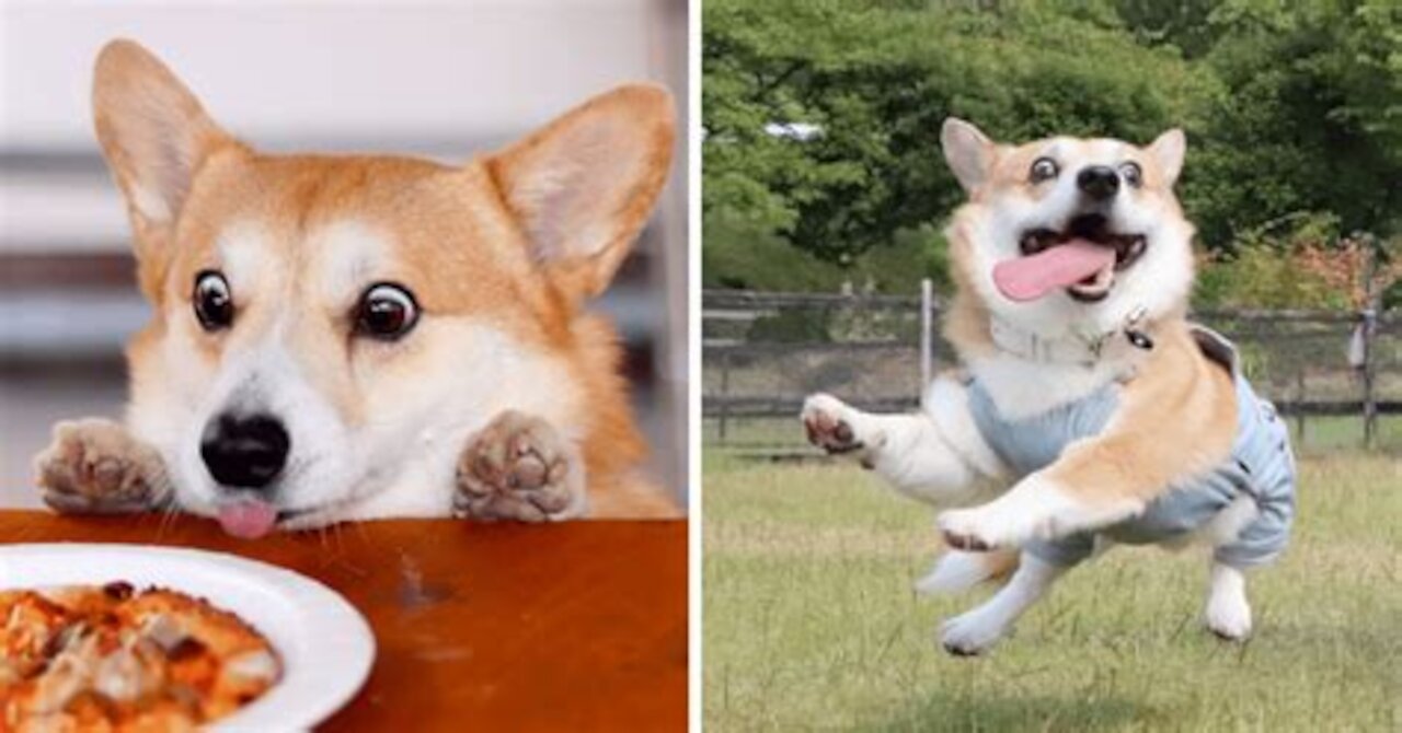A Corgi glace - For the fans of the mighty Corgi