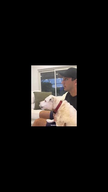 This has to be the most loyal Republican dog I have ever seen !!!