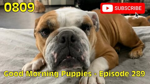 [0809] GOOD MORNING PUPPIES - EPISODE 289 [#dogs #doggos #doggies #puppies #dogdaycare]