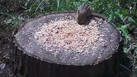 Chipmunk Cam Live