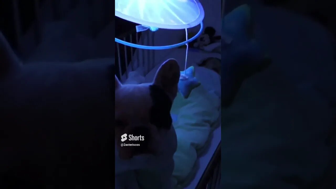 French Bulldog Puts Baby to Sleep