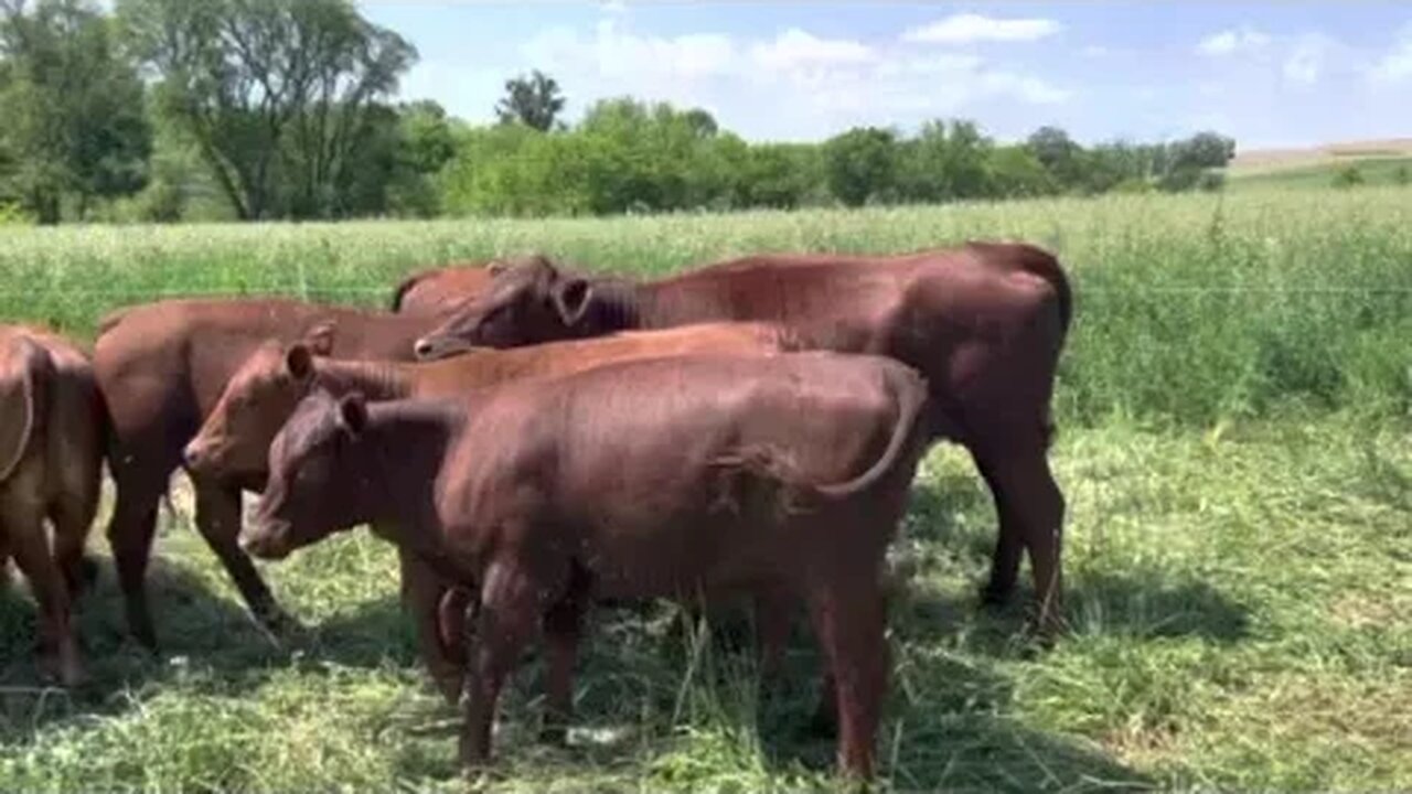 Nebraska South Poll heifers available, Greg Judy genetics.