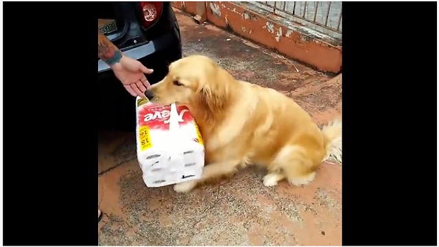 Golden Retriever helps carry in the groceries