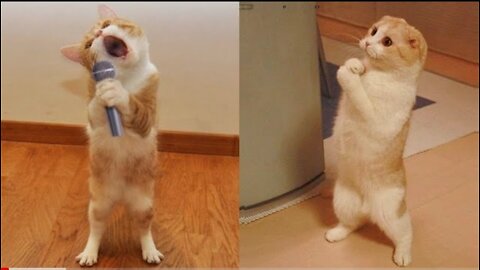 Cute 😍dogs and cats😍 doing funny stuffs😍😂