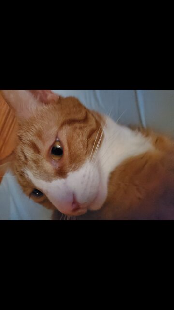 Cat-ppreciation Time!