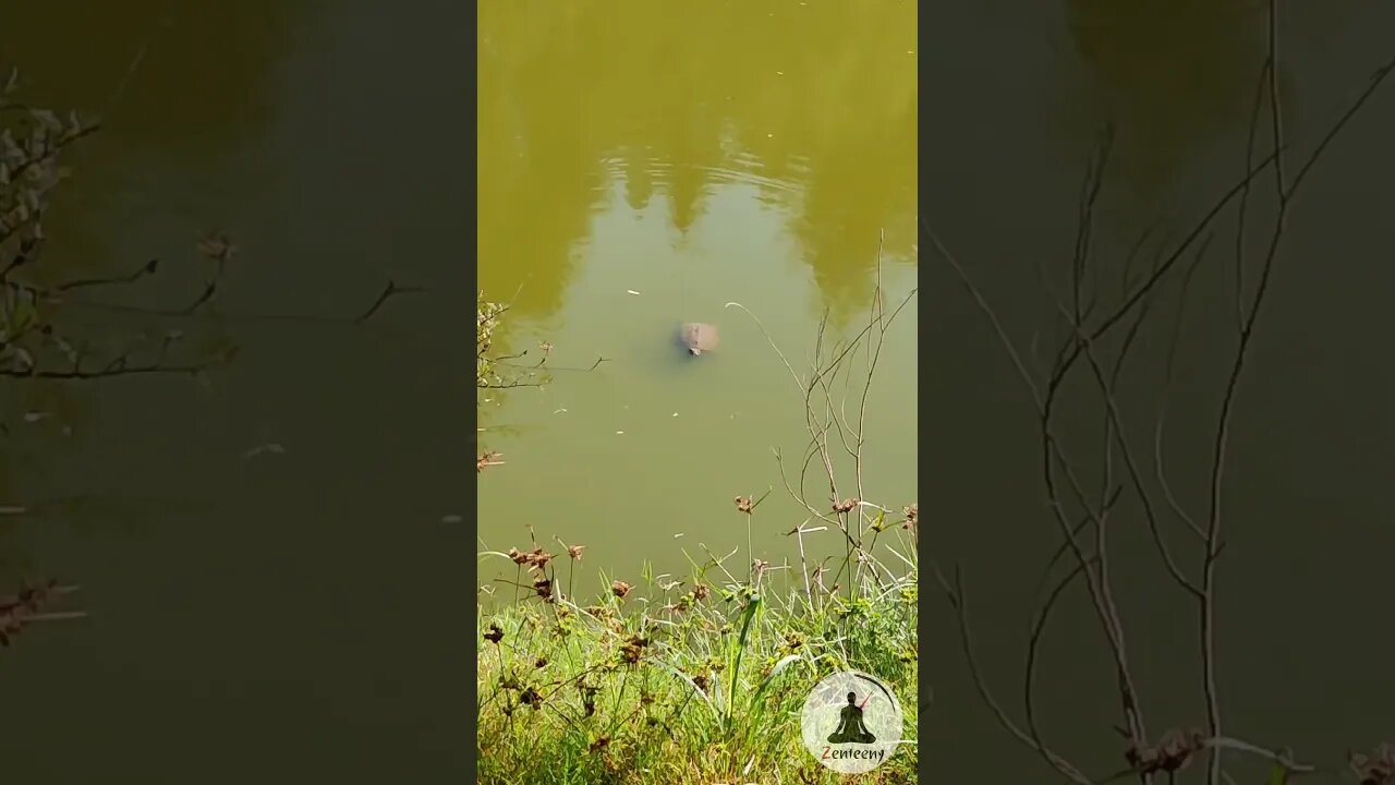 Tranquil Turtle Pond 🐢 Relaxing Swim with Gentle Piano Music, Nature Shorts #turtle #pond #swim