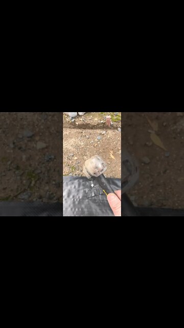 Weed barrier trick that will save you big money