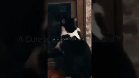 When Your Cat Takes After Your #OCD Self 😸 #StopItLol (#111) | Funny Cat Videos #Shorts