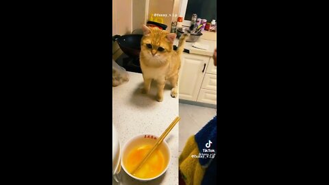 Funny Cat Videos