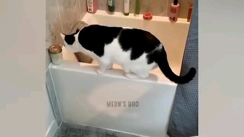 Cat funny videos√√√