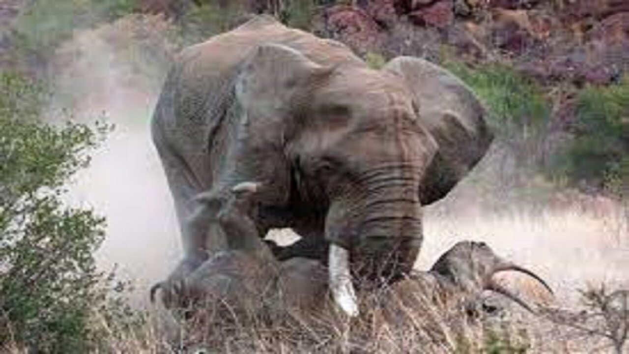 Elephant Shows Rhino Who's Boss!