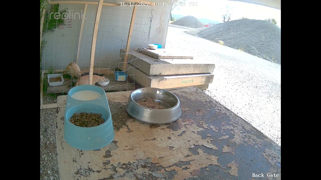 Kittens settling in better