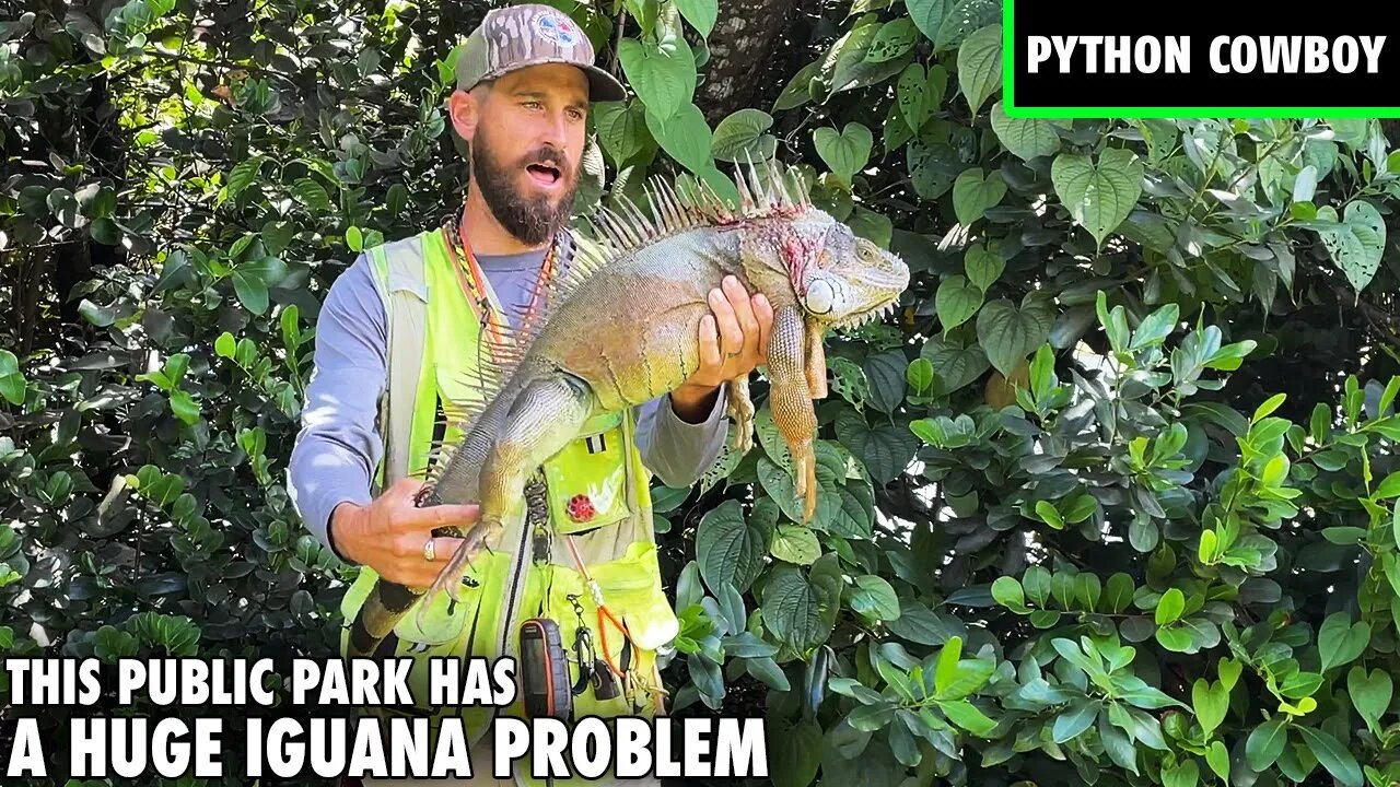 I Was Hired By A Public Park To Take Out These Massive Iguanas