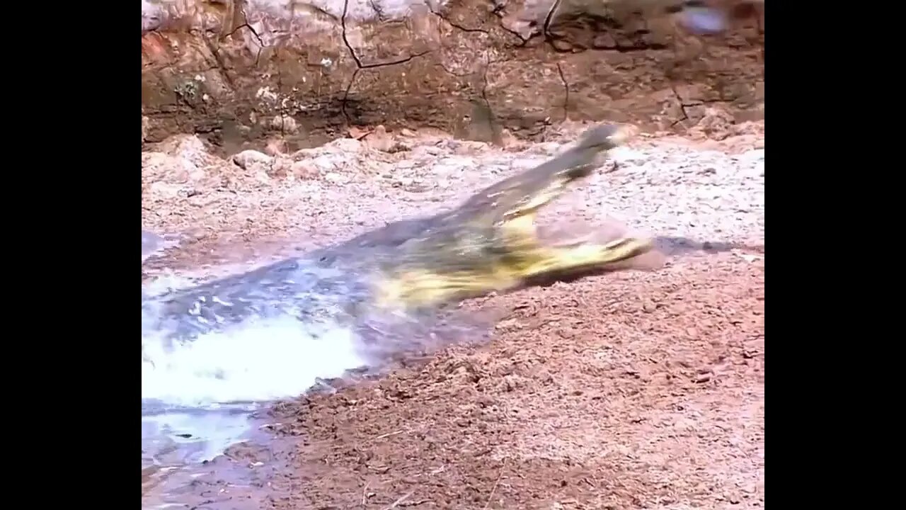 سرعة رد فعل الغزال مقابل سرعة إنقضاض التمساح 👌🏻 #shortsvideo