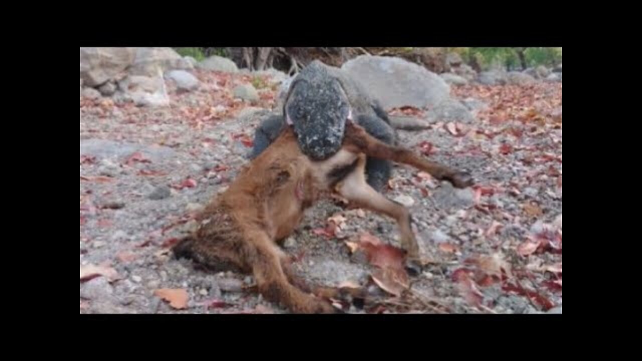 Tense Moments Komodo Swallows The Carcass Of a Super Large Animal