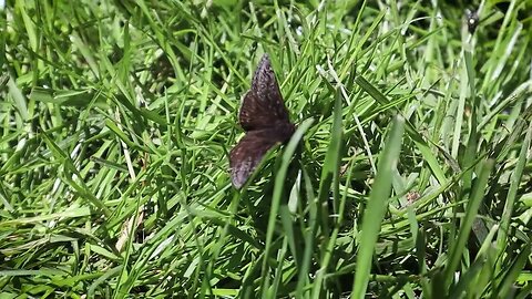 🦋 Grassy Moth 🦋