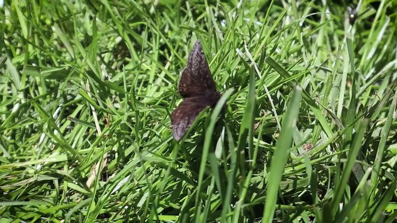 🦋 Grassy Moth 🦋