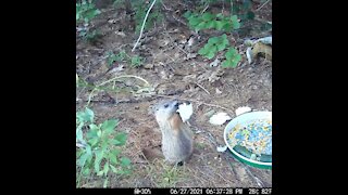 Baby Groundhog eating a big piece of lettuce