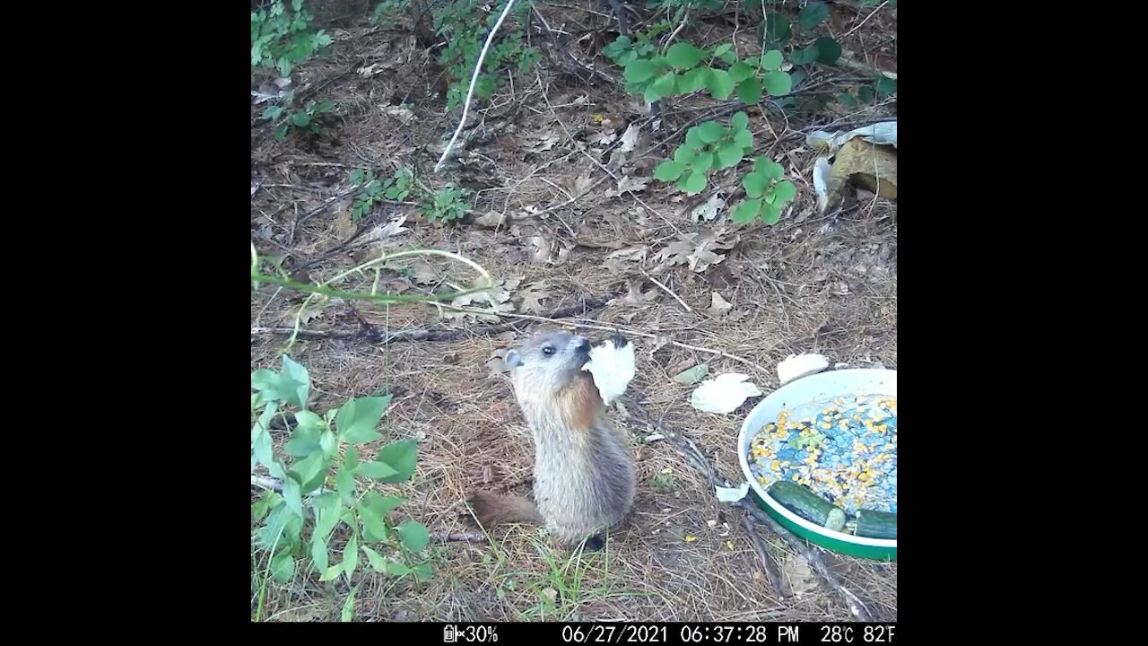 Baby Groundhog eating a big piece of lettuce