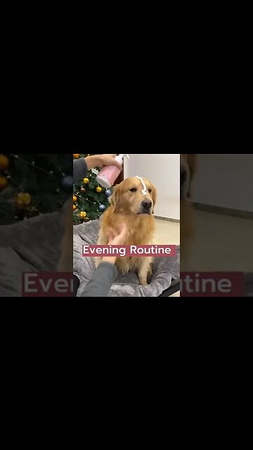 Cute Golden Retriever: Evening Routine...#Shorts