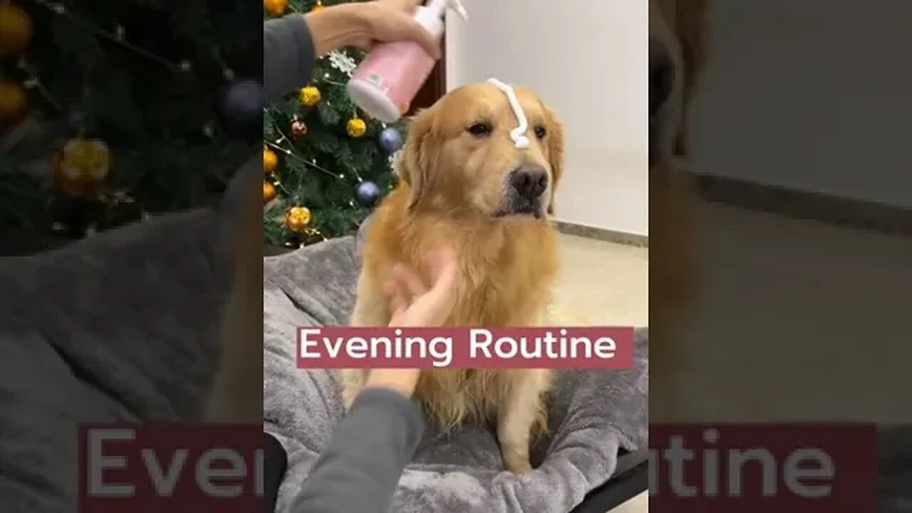 Cute Golden Retriever: Evening Routine...#Shorts