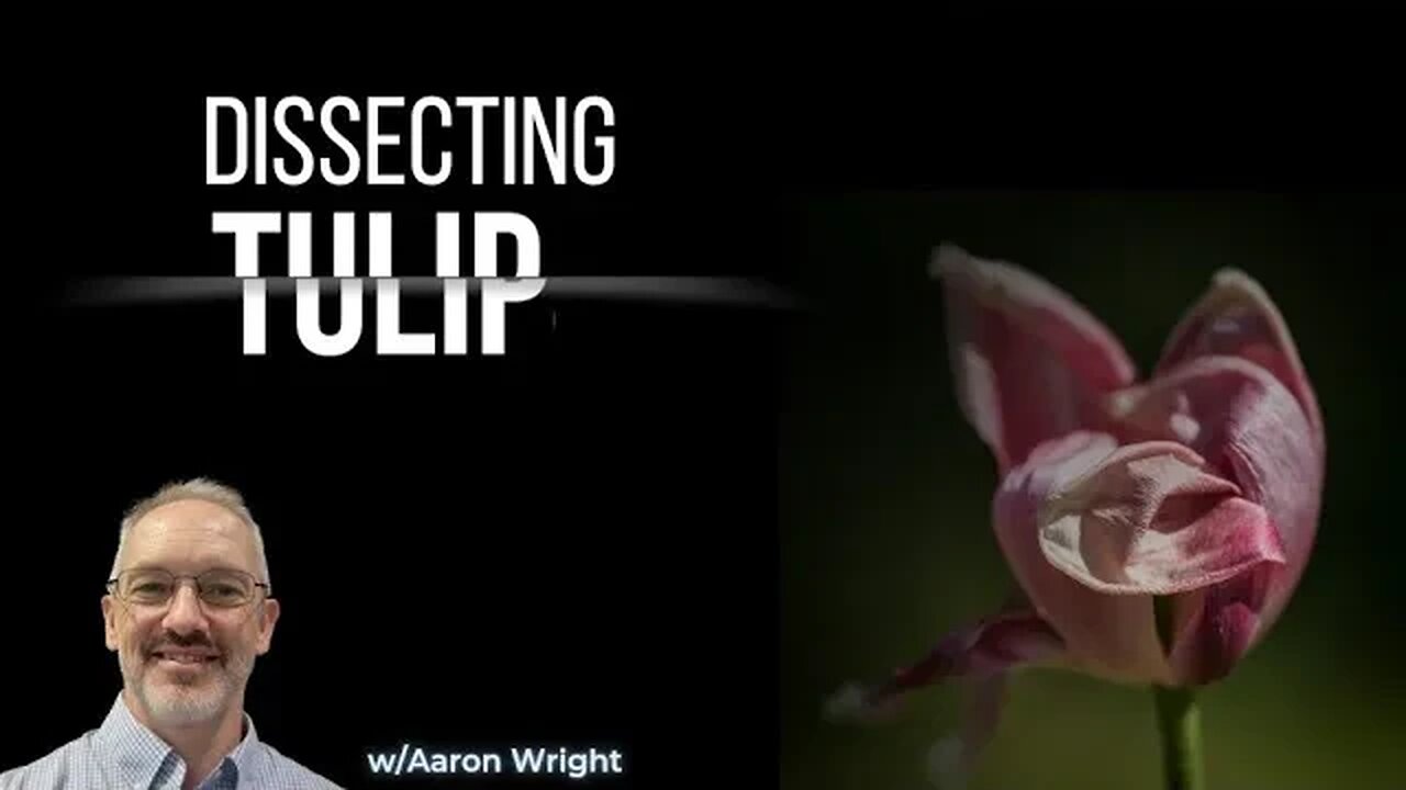 Dissecting TULIP (Interview w/Aaron Wright)