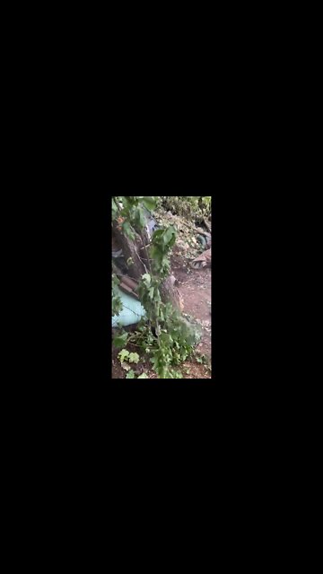 The guardsmen of the Petrokovsky regiment continue their successful offensive in the Izyum area