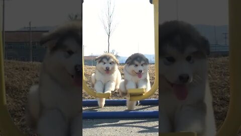 Smart Dogs Wait For Their Names To Be Called.