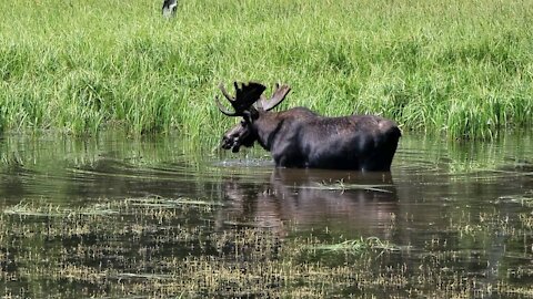 Moose Grand Tetons