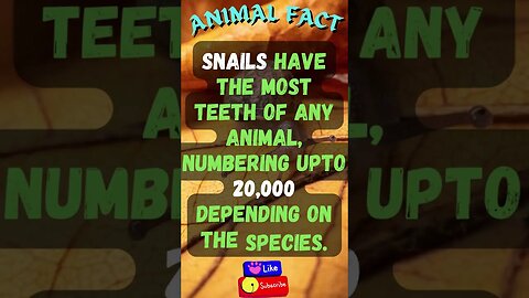 Discover Fascinating Animal Facts👀 #shorts #shortsfact #animalfacts #funfactsshorts #snail