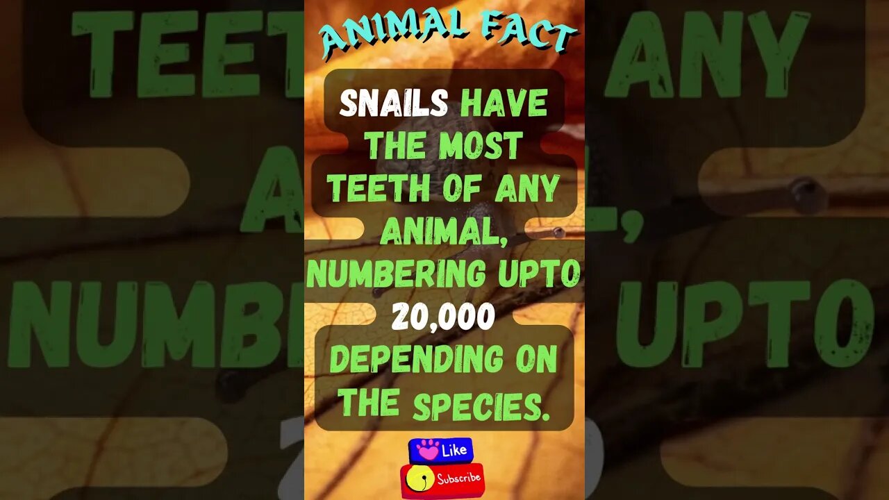 Discover Fascinating Animal Facts👀 #shorts #shortsfact #animalfacts #funfactsshorts #snail