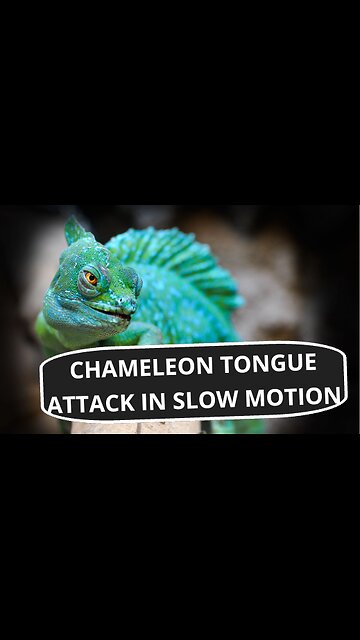 Chameleon Tongue Attack in Slow Motion