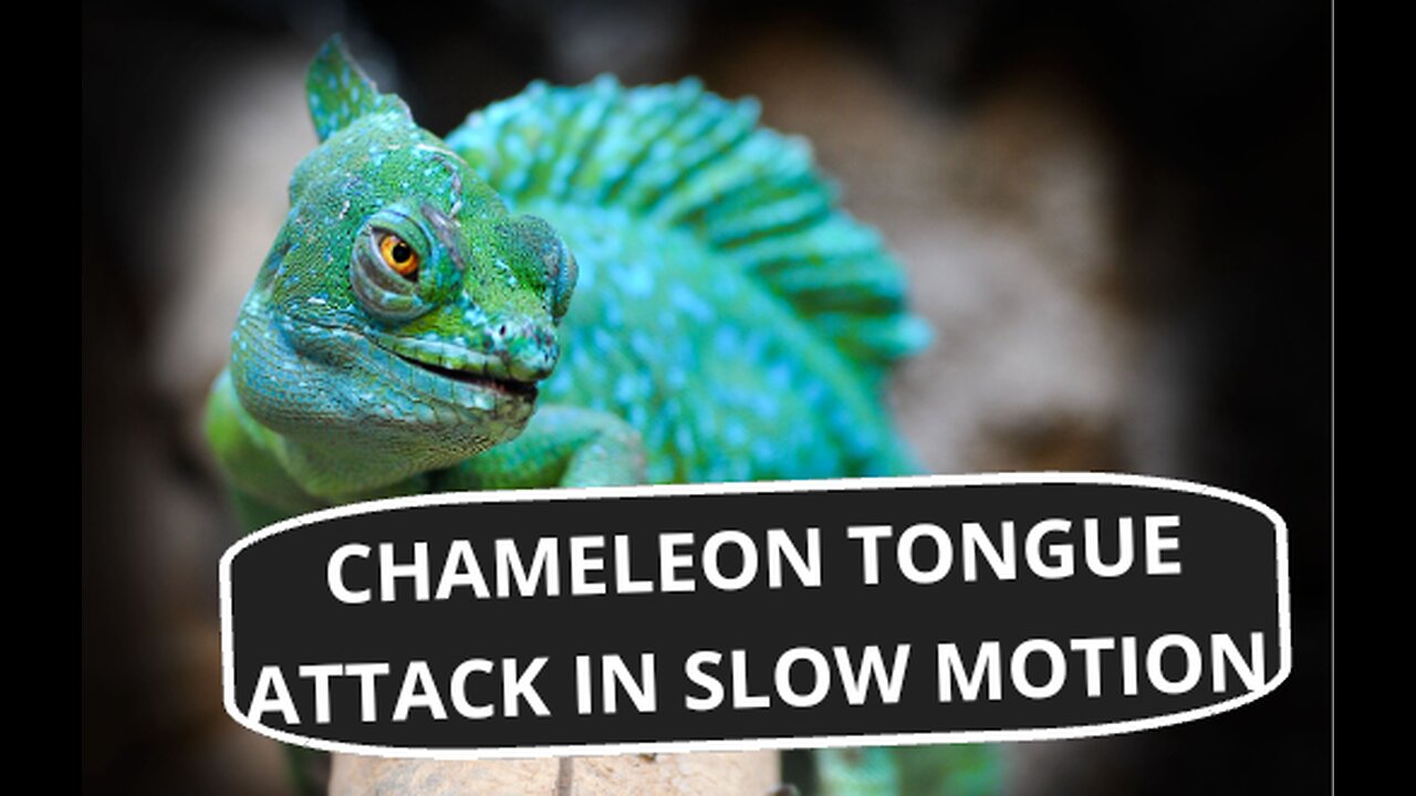 Chameleon Tongue Attack in Slow Motion