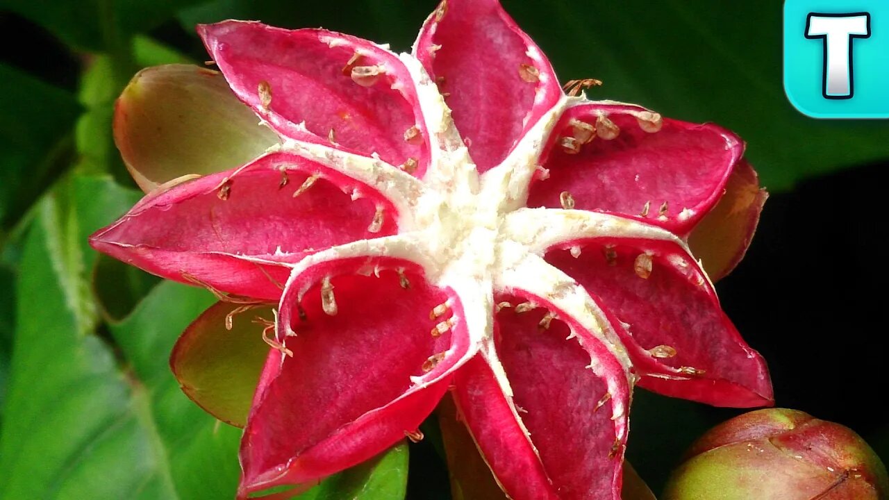 Top 10 Fruits You've Never Heard Of Part 23