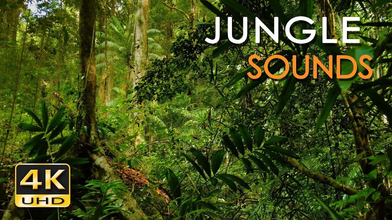 4K Jungle Sounds - Exotic Birds Singing - Tropical Forest - Relaxing Nature Video - Ultra HD