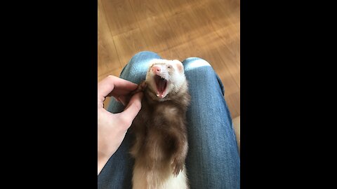 The ferret jumps like a tiger for a treat. Floor is lava.