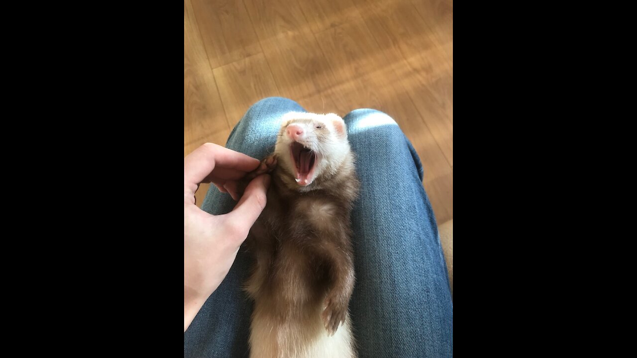 The ferret jumps like a tiger for a treat. Floor is lava.