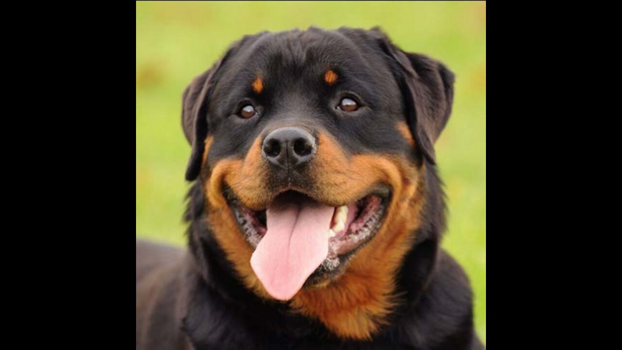 ROTTWEILER DOG TRAINING |HOW TO TRAIN YOUR DOG TO SPEAK (BARKING COMMAND)