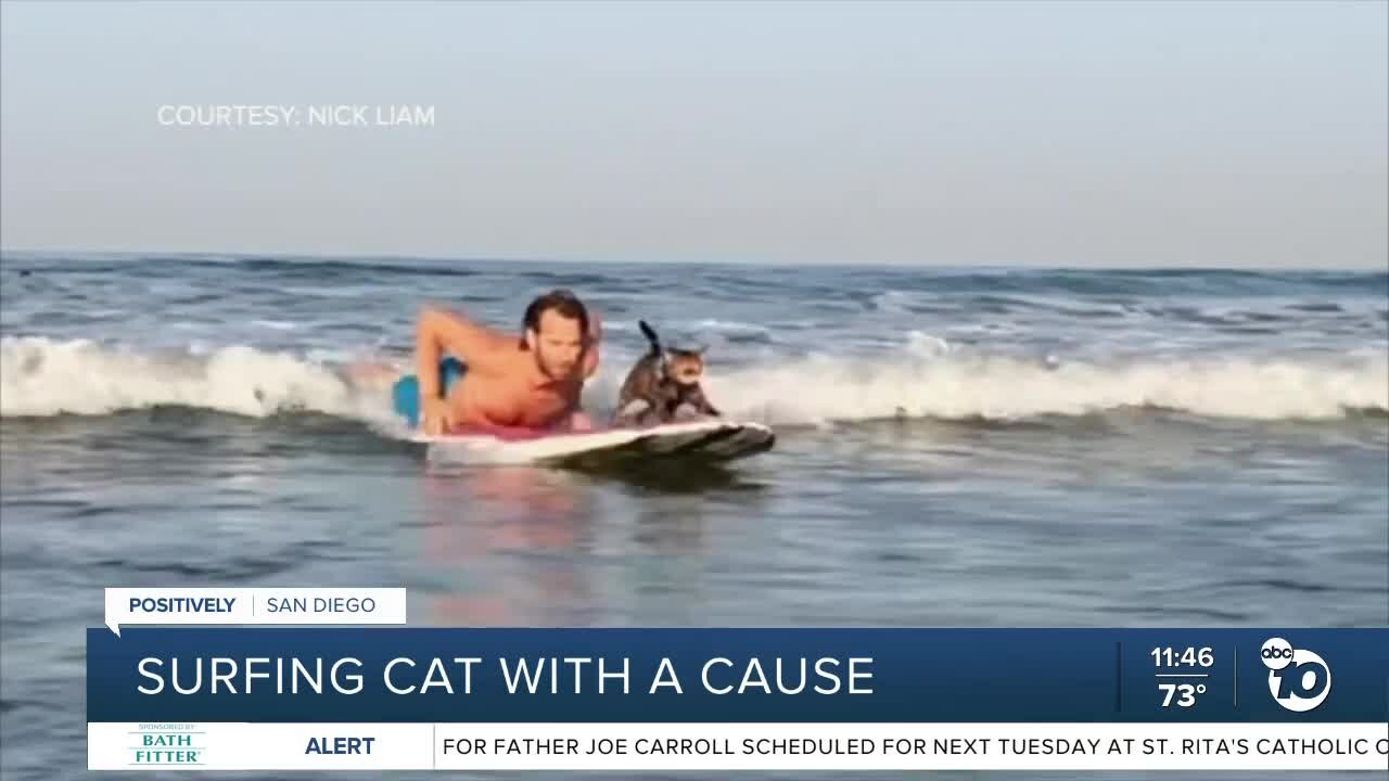 "Surf Cat Mav" uses popularity to raise mental health awareness