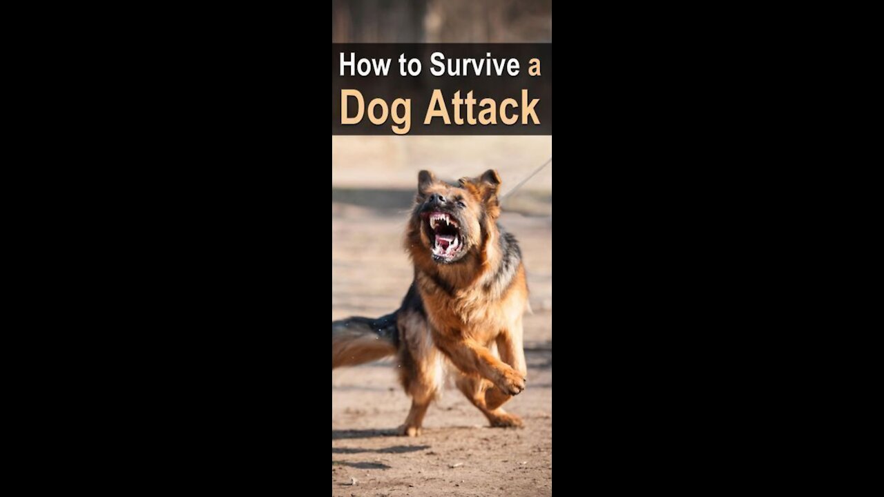 How To Defend Yourself Against A Dog Attack (STEP-BY-STEP)