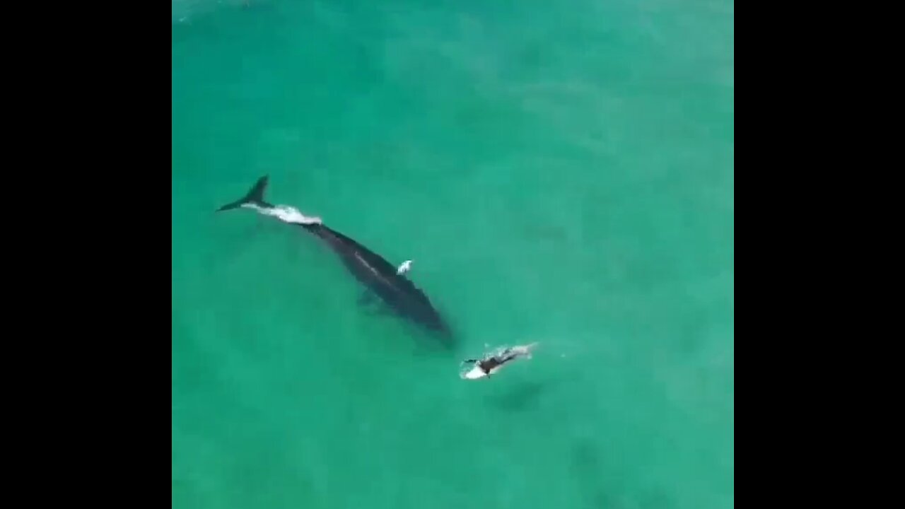 Whale enjoying a wave on the beach