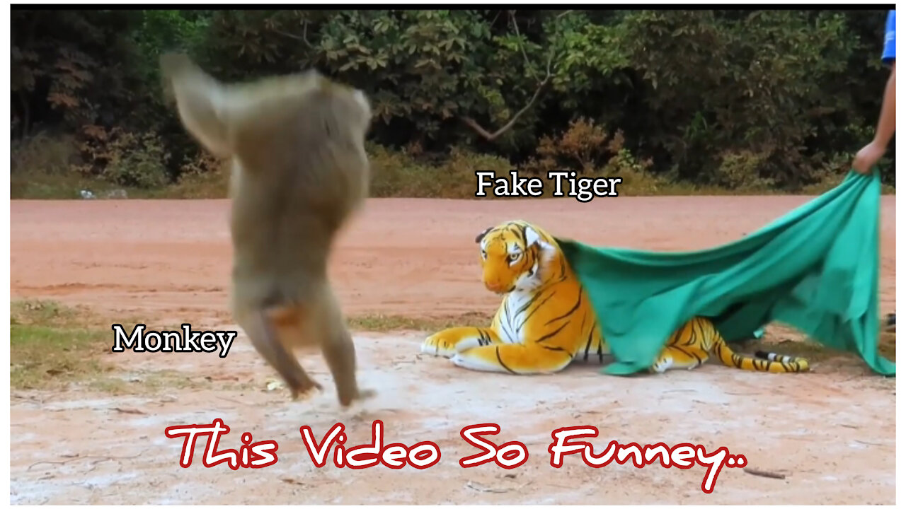 Fake Tiger Prank Monkey and Dog So Funny in 2021 For Your Happiness 🤟