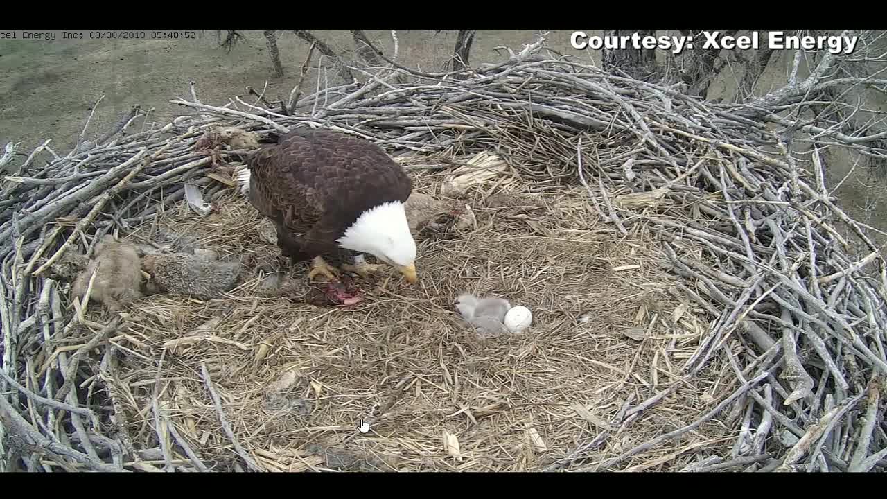 Watch: Mother eagle feeds eaglets on Xcel Energy's Platteville eagle cam