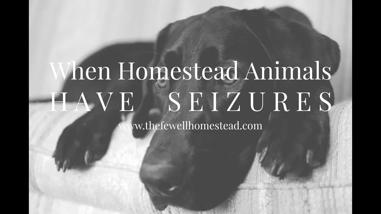 When Homestead Animals Have Seizures