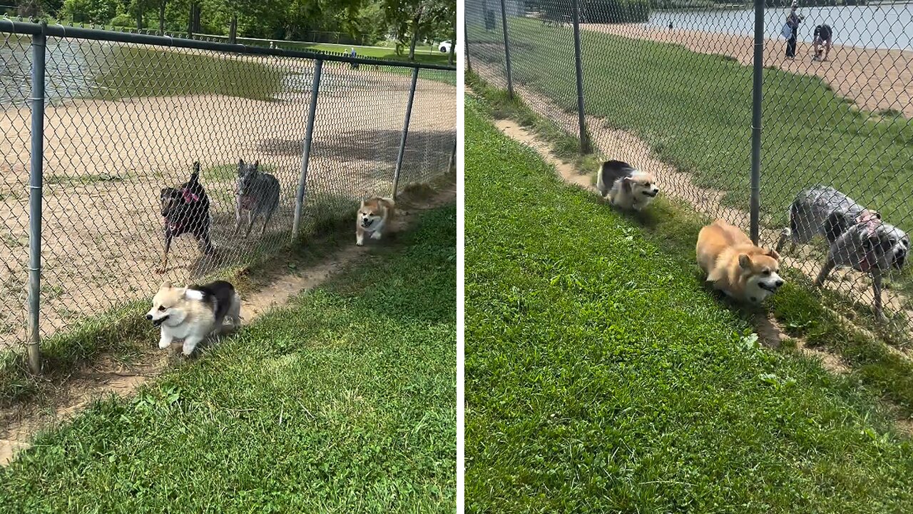 It’s a beautiful day for running the fence with the big dogs