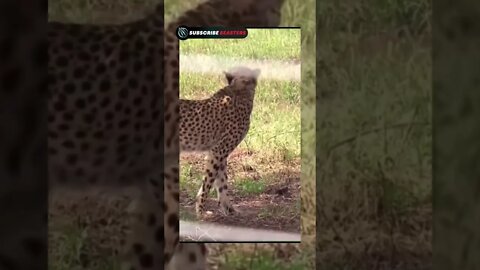 ❤️Cheetah 🐆in kuno national park 🏞❤️#trending #short